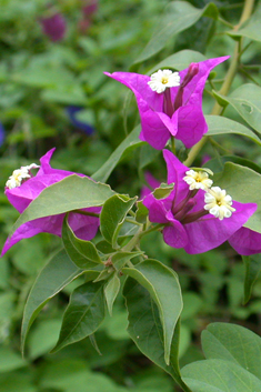 Common Bougainvillea