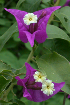 Bougainvillea