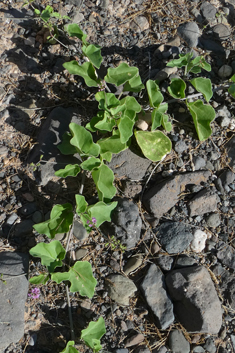 Commicarpus helenae