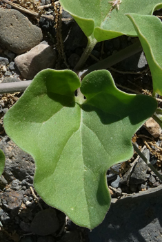 Commicarpus helenae