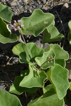 Commicarpus helenae