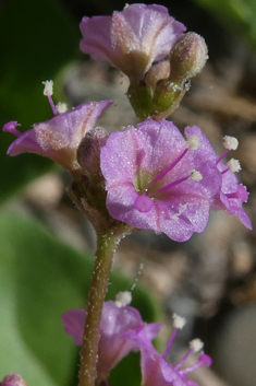 Commicarpus helenae