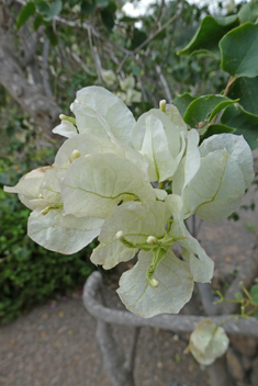 Bougainvillea