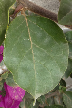 Bougainvillea