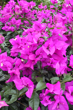 Bougainvillea