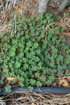 Procumbent Yellow-sorrel