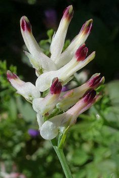 White Ramping-fumitory