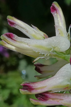 White Ramping-fumitory