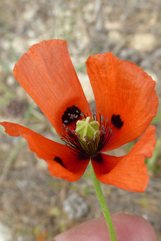 West Mediterranean Poppy