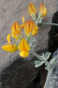 Lanzarote Bird's-foot-trefoil