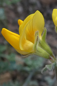 Lanzarote Bird's-foot-trefoil