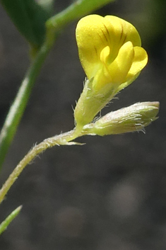 Tattered Medick