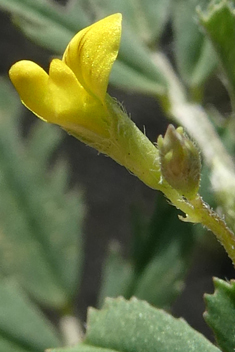 Tattered Medick