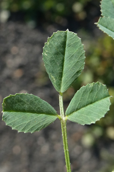 Tattered Medick