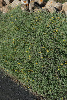 Lanzarote Bird's-foot-trefoil