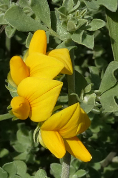 Lanzarote Bird's-foot-trefoil