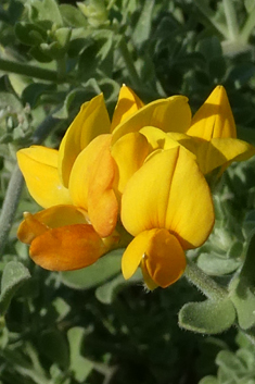 Lanzarote Bird's-foot-trefoil