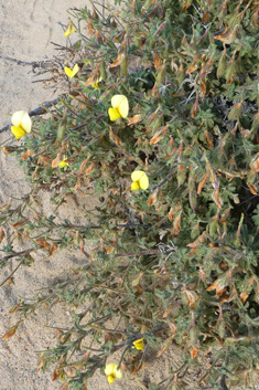 Large Yellow Restharrow