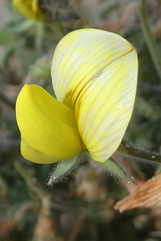 Large Yellow Restharrow