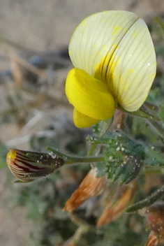 Large Yellow Restharrow