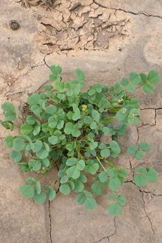 Star Fenugreek