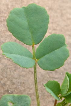 Star Fenugreek