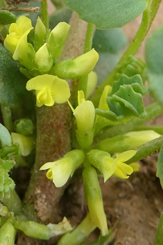 Star Fenugreek