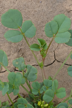 Star Fenugreek