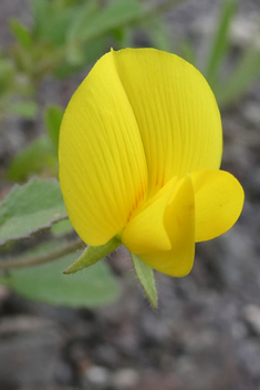 Catalina's Restharrow