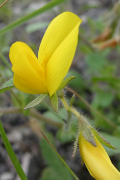 Catalina's Restharrow