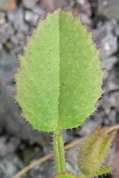 Catalina's Restharrow