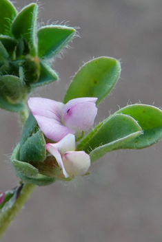 Lotus glinoides