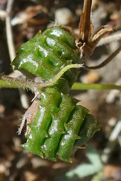 Shore Medick