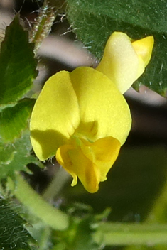 Shore Medick