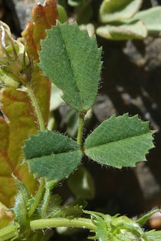 Shore Medick