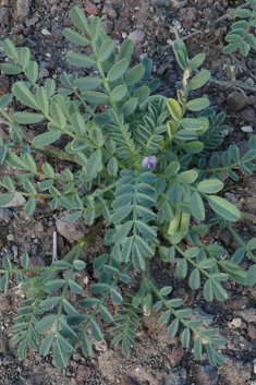 Mariout Milk-vetch