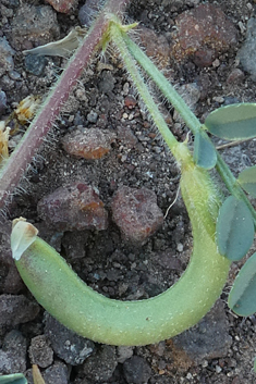 Mariout Milk-vetch