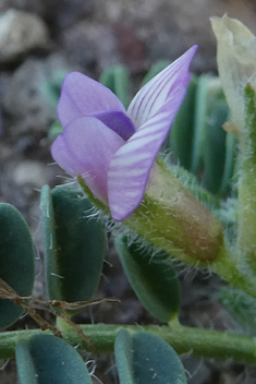 Mariout Milk-vetch