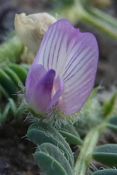 Mariout Milk-vetch