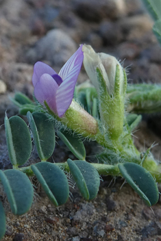 Mariout Milk-vetch