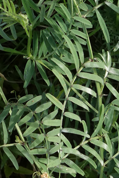 Purple Vetch