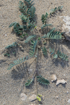 Solander's Milk-vetch