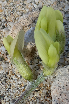 Solander's Milk-vetch