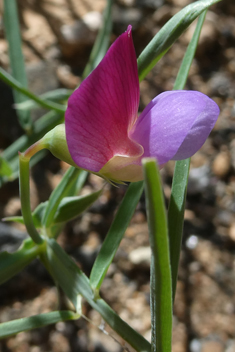 Crimson Pea