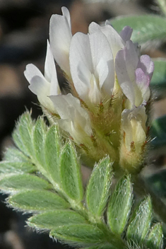 Star Milk-vetch