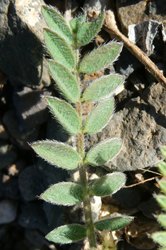 Star Milk-vetch