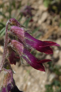 Purple Vetch