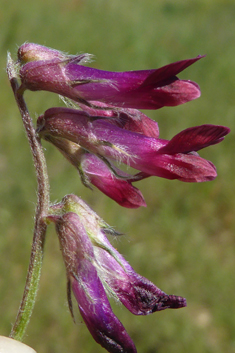 Purple Vetch