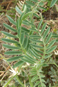 Purple Vetch