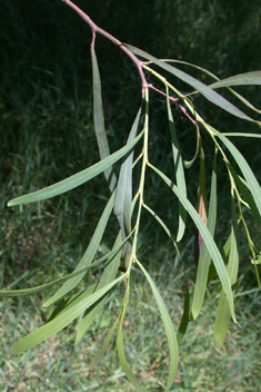 Blue-leaved Wattle